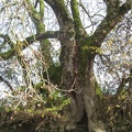 61 Wallersee